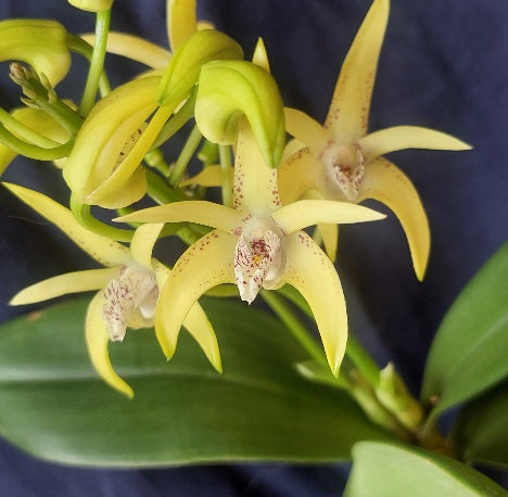 Close-up of a yellow orchid with green leaves on a dark background