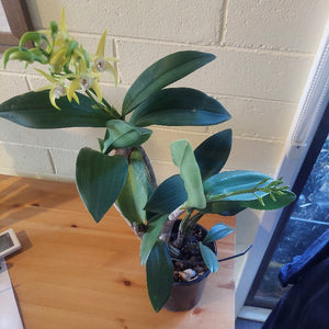 Potted orchid plant on a wooden surface with a white brick wall background