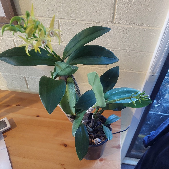 Potted orchid plant on a wooden surface with a white brick wall background