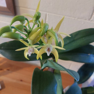 Green orchid plant with yellow flowers on a wooden surface.