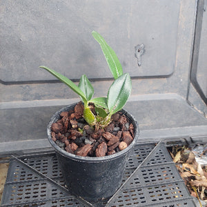 Small potted plant with a black pot on a gray surface