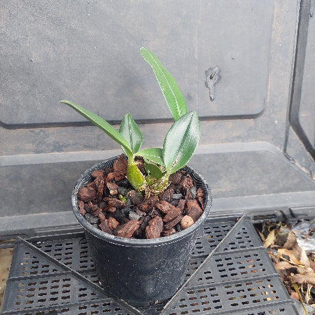 Small potted plant with a black pot on a gray surface