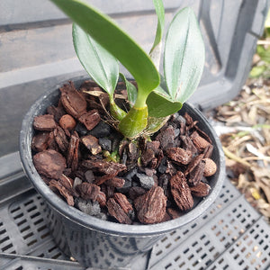 Small potted plant with pebbles in a pot on a metal surface