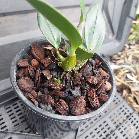 Small potted plant with pebbles in a pot on a metal surface