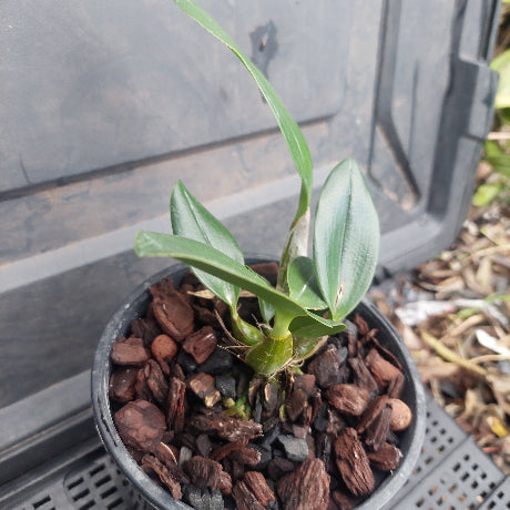 Small potted plant with green leaves in a pot filled with brown potting介质 on a wooden surface.