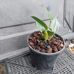 Small potted plant with green leaves in a black pot on a gray surface