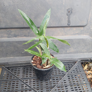 Potted plant on a gray metal surface