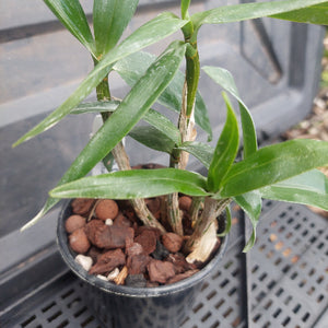 Small potted plant with green leaves and brown potting介质 on a blurred background