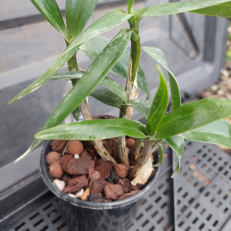 Small potted plant with green leaves and brown potting介质 on a blurred background