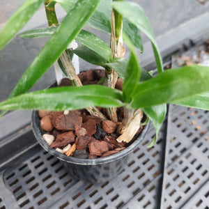 Potted plant with green leaves and brown potting介质 on a metal grid background