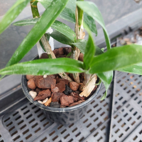 Potted plant with green leaves and brown potting介质 on a metal grid background