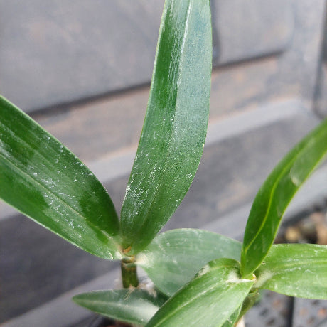 Close-up of green leaves with a blurred background