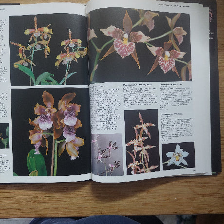 Orchids for Everyone - Brian Williams - Hard Back