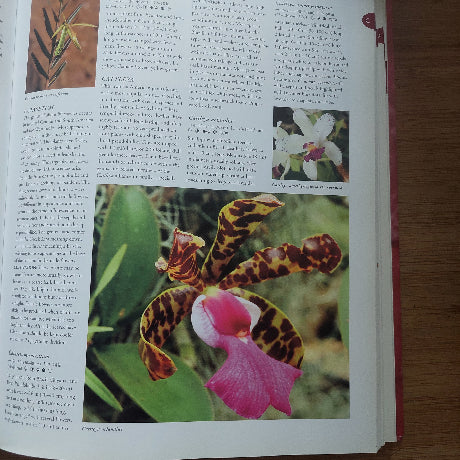Book open to a page with images of orchids and text on a wooden surface