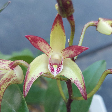 Dendrobium Stoney Brimbank 80mm Advance Orchid In Flower Now