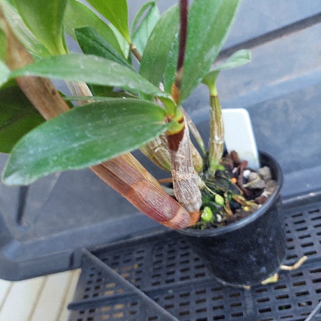 Small potted plant with green leaves and a brown stem, set against a blurred background.