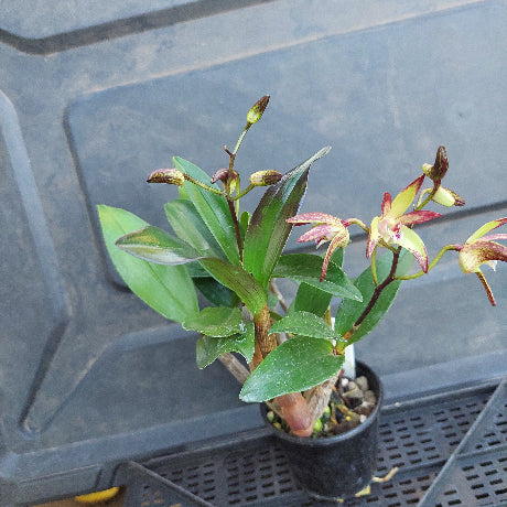 Small potted plant with green leaves and red-brown flowers on a gray surface.
