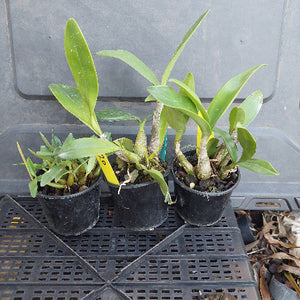 Small potted plants in a grid on a gray surface