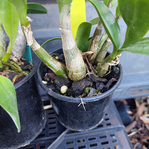 Potted plant with visible roots and soil in a black pot, surrounded by other pots.