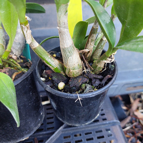 Potted plant with visible roots and soil in a black pot, surrounded by other pots.