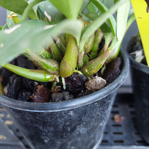 Close-up of a potted plant with green leaves and brown soil.