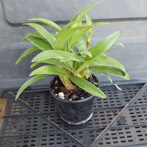 Small potted plant with green leaves against a gray metal background