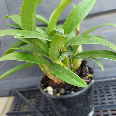 Close-up of a green plant with a blurred background
