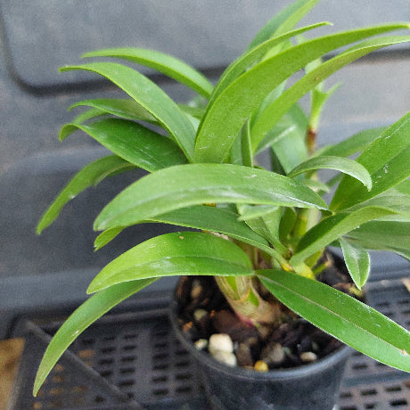Close-up of a potted plant with long green leaves on a gray background