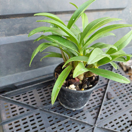 Potted plant on a gray metal surface