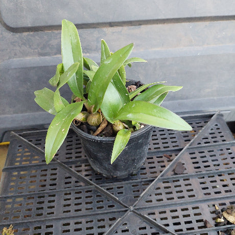 Small potted plant in a black pot against a gray background