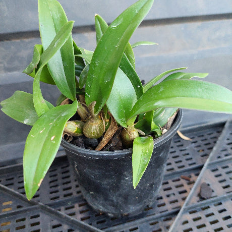 Potted plant with green leaves in a black pot against a gray background
