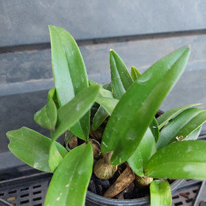 Close-up of a potted plant with green leaves against a blurred background