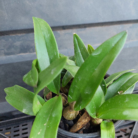 Close-up of a potted plant with green leaves against a blurred background