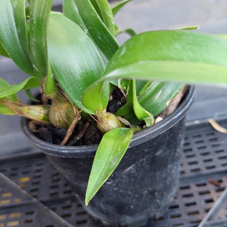Green plant in a black pot with a blurred background