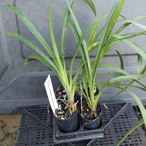 Two potted plants in a black plastic tray with a gray background
