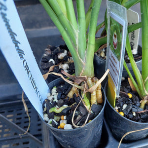 Close-up of potted plants with visible roots and soil, branded 'Brendelbella Orchids'.