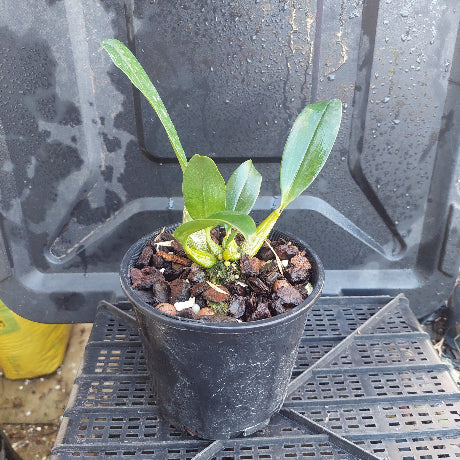 Gold Orchid