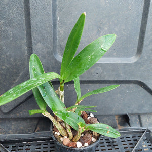 A small green leafy plant in a black plastic nursery pot with bark and white perlite, photographed on a dark gray plastic tray.