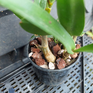 A close-up of a potted orchid plant with green leaves and a bulbous stem, growing in a black plastic nursery pot filled with bark and small stones, placed on a black plastic tray.