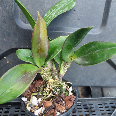 A small potted orchid plant with glossy green leaves, shown in a black nursery pot filled with bark, white stones, and dried moss, placed on a dark plastic tray.