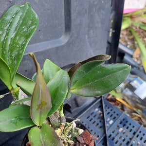 A close-up of a green leafy plant growing in a black plastic nursery tray, with other pots and garden debris visible in the background.
