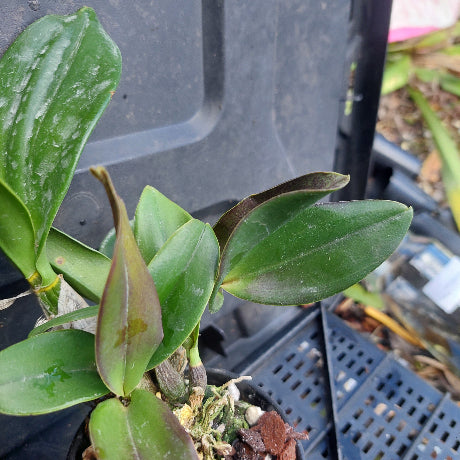 A close-up of a green leafy plant growing in a black plastic nursery tray, with other pots and garden debris visible in the background.