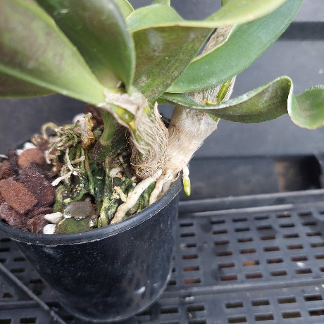 A close-up of an orchid plant in a black plastic nursery pot, showing the exposed roots, fibrous root system, and bark medium, set against a dark plastic nursery crate background.