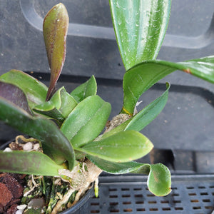 A close-up of a green leafy plant growing in a black plastic pot with visible roots and bark, photographed against a dark plastic nursery tray.