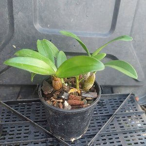 A small green leafy plant in a black plastic nursery pot filled with bark and pebbles, photographed on a black plastic tray.
