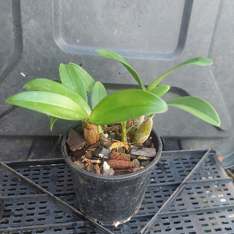 A small green leafy plant in a black plastic nursery pot filled with bark and pebbles, photographed on a black plastic tray.