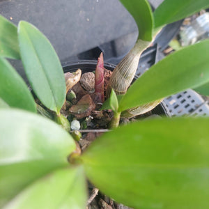 A close-up view of a green orchid plant in a black plastic pot, showing its leaves, rhizome, and small reddish-brown buds on bark.