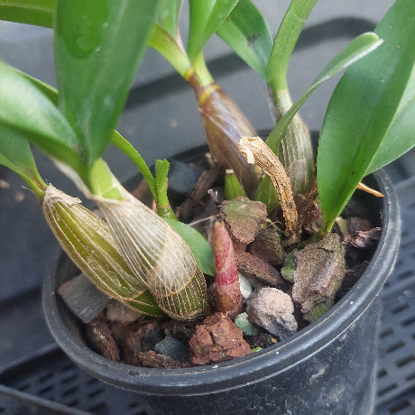 Close-up of a potted orchid with green leaves and dried flower buds inside a black plastic nursery pot filled with bark and small stones.