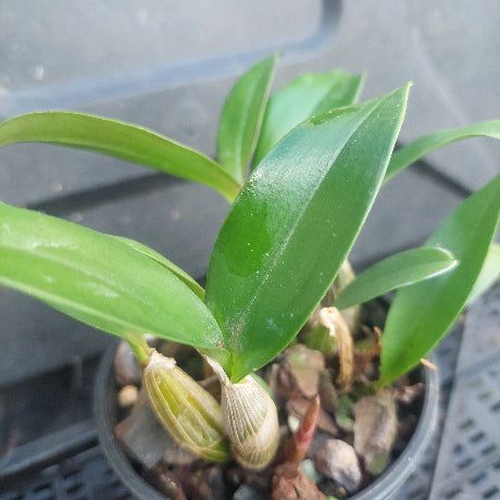 A close-up of a green leafy plant growing in a small black plastic pot filled with bark and pebbles, photographed on a dark tray or shelf.
