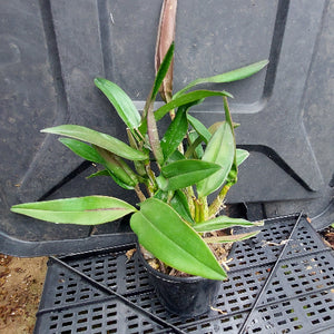 A small potted green plant with long narrow leaves in a black nursery pot, placed on a black plastic greenhouse tray.